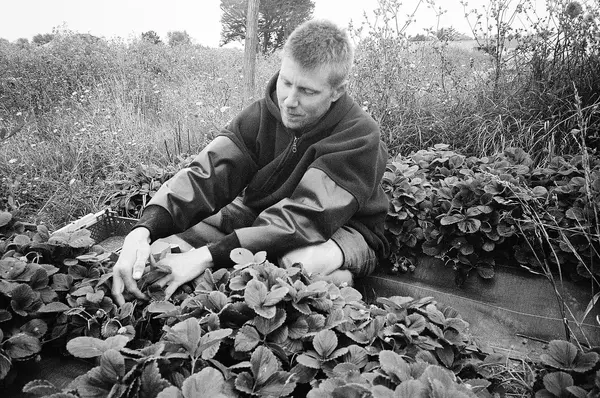 Maraich'Ile - Morgan Cornet